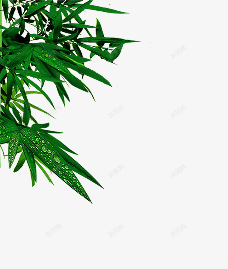 绿色清爽树叶风景端午png免抠素材_88icon https://88icon.com 树叶 清爽 端午 绿色 风景
