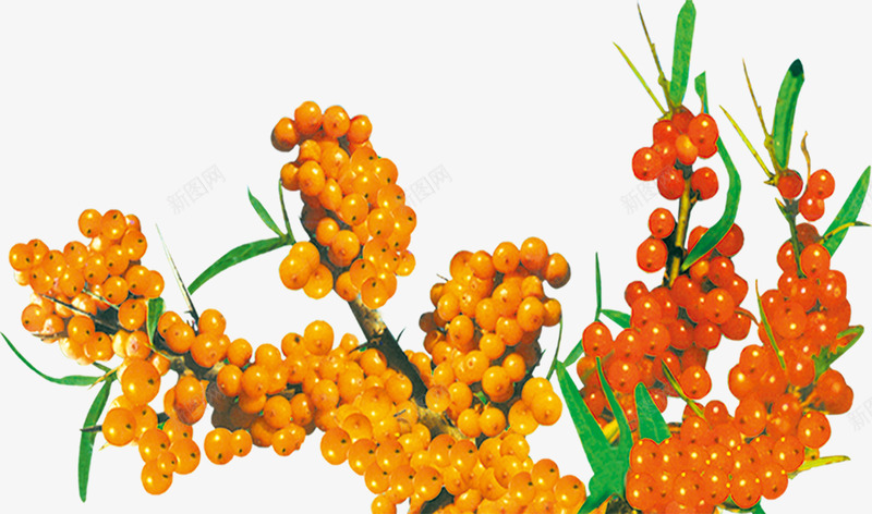 沙棘png免抠素材_88icon https://88icon.com 吃 沙棘 红色 绿叶 黄色