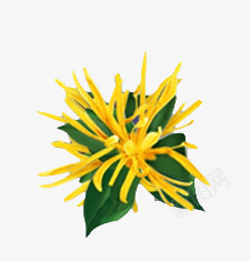 金缕梅植物png免抠素材_88icon https://88icon.com 植物 素材 金缕梅