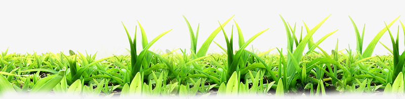 绿色清爽草地发芽小草png免抠素材_88icon https://88icon.com 发芽 小草生长过程图 清爽 绿色 草地