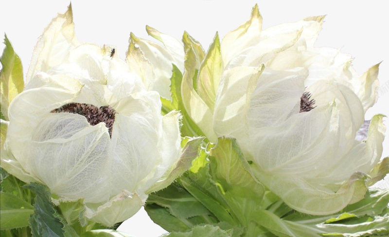 天山雪莲花png免抠素材_88icon https://88icon.com 产品实物 天山雪莲 花朵 莲花湖泊背景图片 野生雪莲 雪莲 雪莲花 鲜花