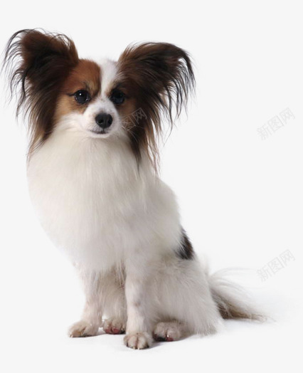 长耳毛狗png免抠素材_88icon https://88icon.com 动物 哺乳动物 四脚动物 宠物 宠物狗