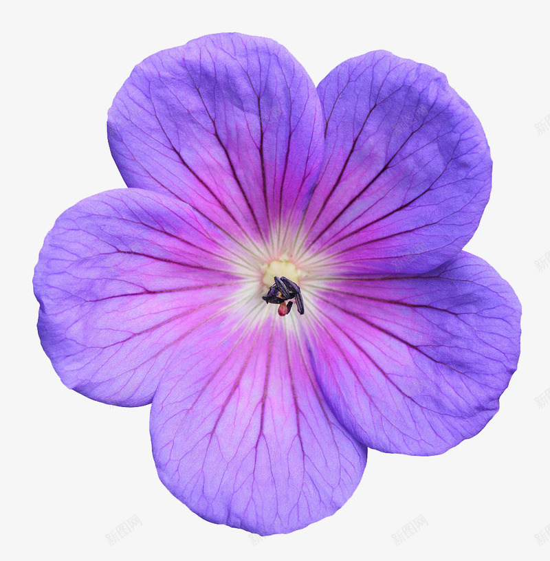 天竺葵花瓣特写png免抠素材_88icon https://88icon.com 洋绣球 牻牛儿苗科 肉质草本 花色鲜艳 装饰花卉 香叶天竺葵