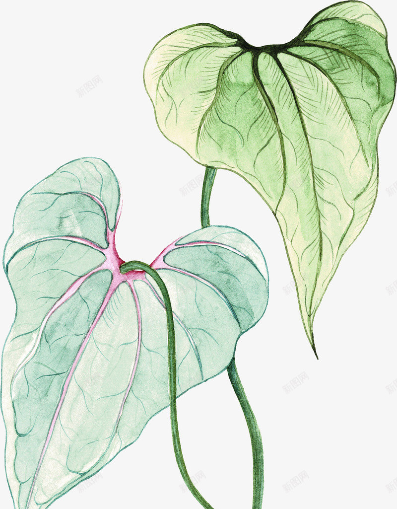 等会绿色植物叶子图png免抠素材_88icon https://88icon.com 创意 卡通手绘 叶子 树叶 植物 水彩 绿叶