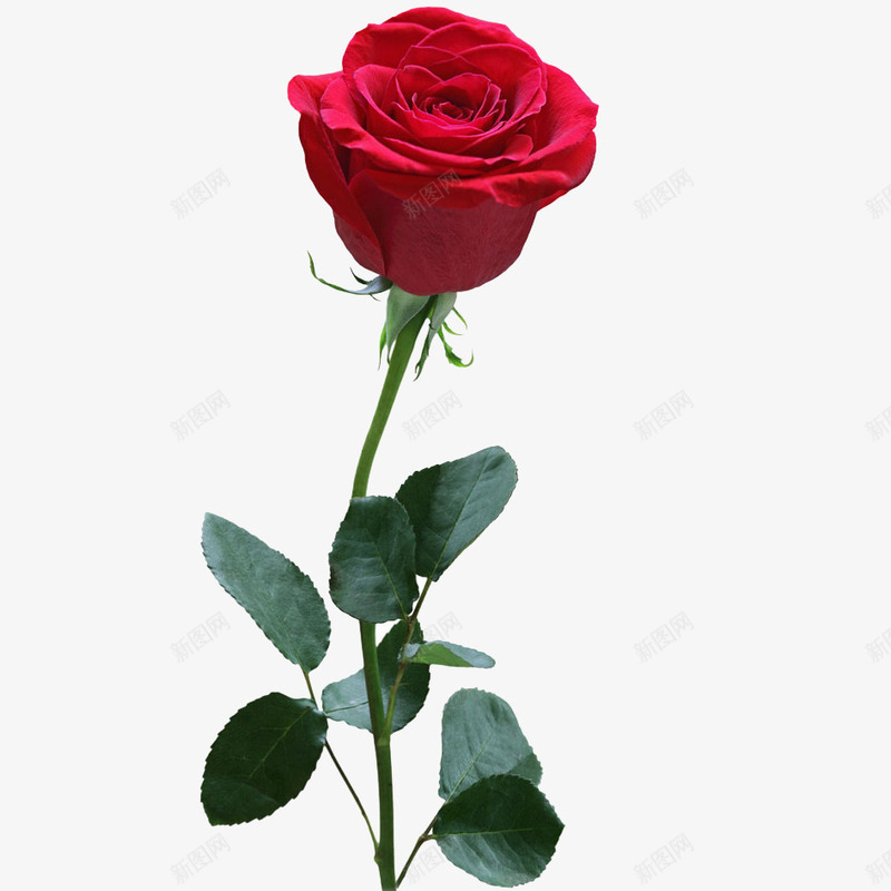 一支玫瑰png免抠素材_88icon https://88icon.com 玫瑰 花朵 花枝