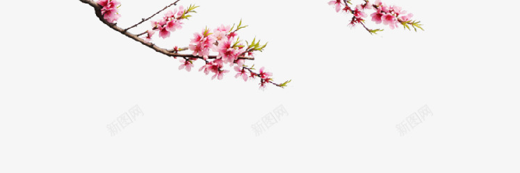 粉红桃花png免抠素材_88icon https://88icon.com 免抠png 桃花 粉红 装饰