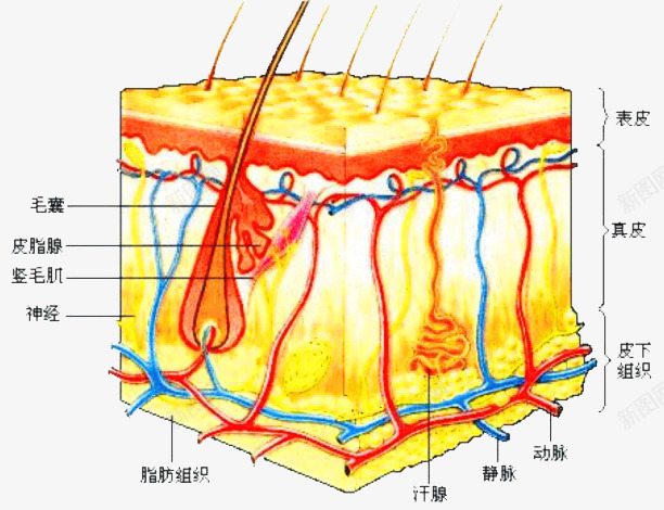 生物学知识皮肤组织png免抠素材_88icon https://88icon.com 生物知识 皮肤成分 皮肤构成 组织结构