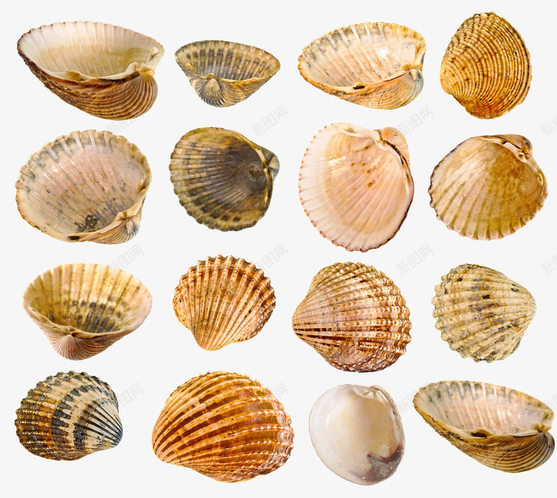 贝壳海螺png免抠素材_88icon https://88icon.com 壳类 夏天 海螺 海边 海边素材 装饰 贝壳