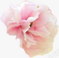 粉色唯美淡雅花朵png免抠素材_88icon https://88icon.com 淡雅 粉色 花朵