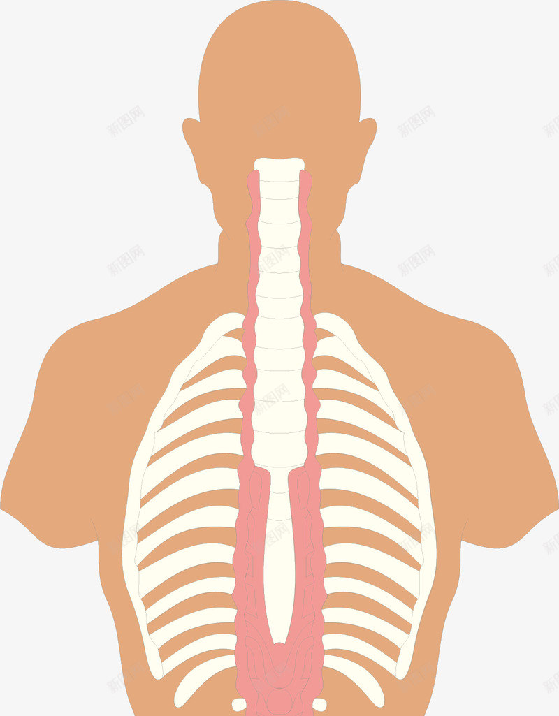 骨骼透视图png免抠素材_88icon https://88icon.com 人体器官 人体轮廓图 医疗健康 医疗卡通 医疗器材 医疗器械 医疗科技 医疗科研 骨骼透视图