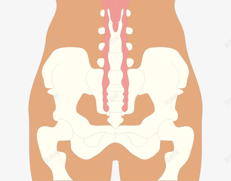 骨骼透视图png免抠素材_88icon https://88icon.com 人体器官 人体轮廓图 医疗健康 医疗卡通 医疗器材 医疗器械 医疗科技 医疗科研 骨骼透视图