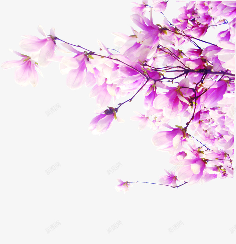 春季玉兰粉白色花朵png免抠素材_88icon https://88icon.com 春季 玉兰 粉白色 花朵