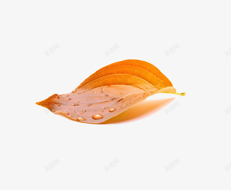 黄叶png免抠素材_88icon https://88icon.com 叶子 枯叶 黄叶