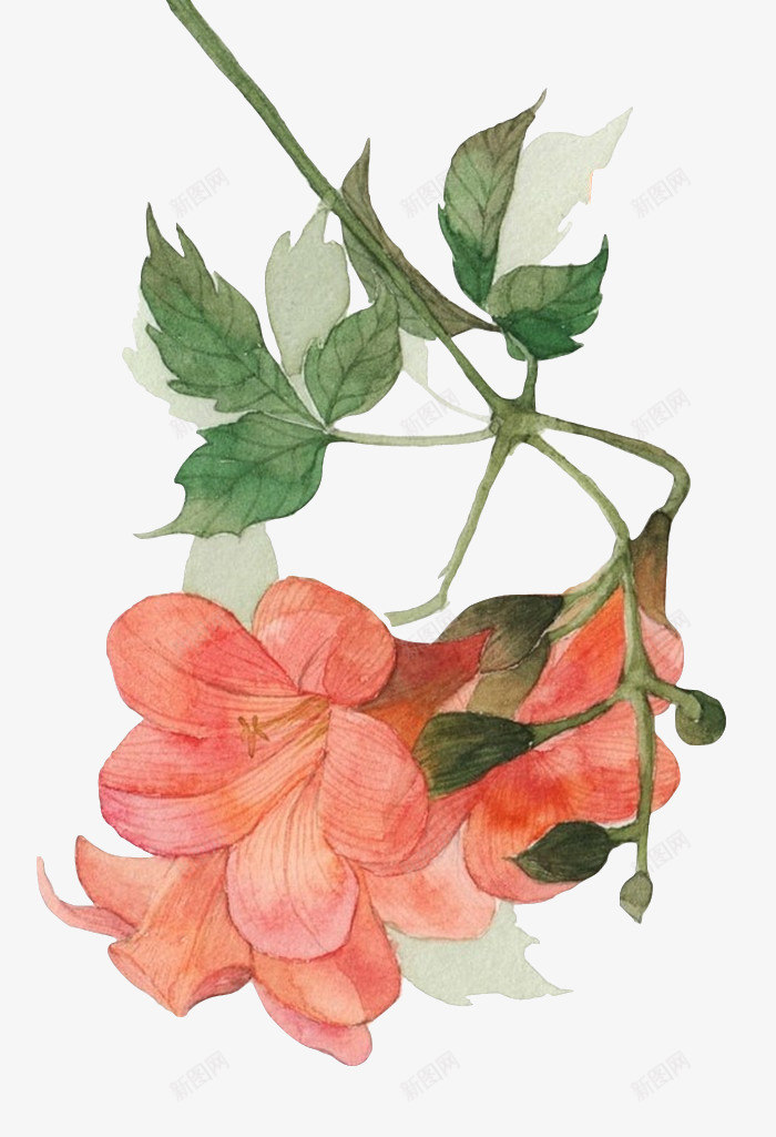 卡通美丽的凌霄花png免抠素材_88icon https://88icon.com 创意 动漫动画 卡通手绘 简约 美丽的凌霄花 花卉