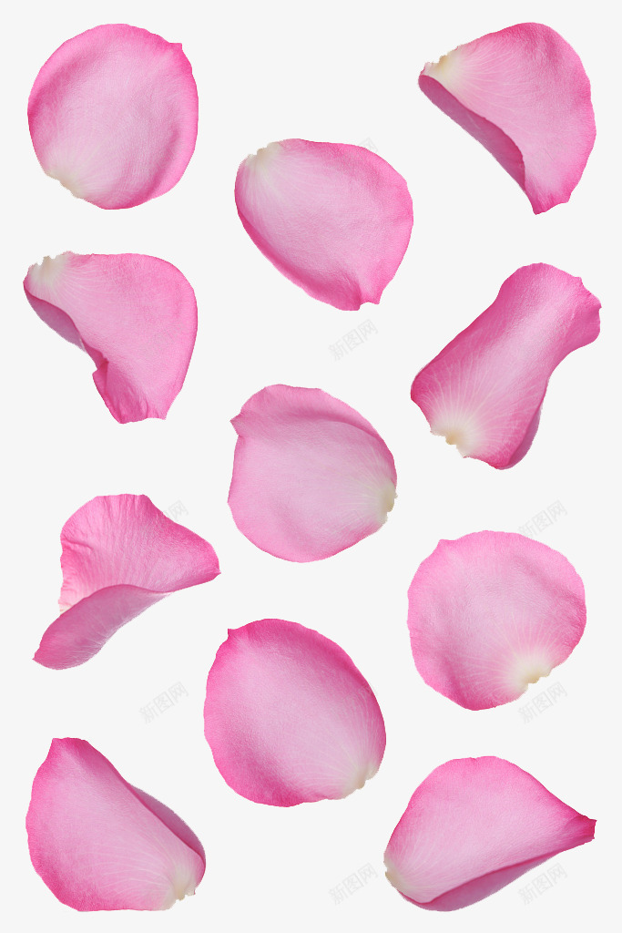 情人节粉色玫瑰瓣飘零背景png免抠素材_88icon https://88icon.com 免抠 免抠下载 婚礼 情人节 梦幻 爱情 玫瑰瓣 玫瑰瓣飘零背景 粉色