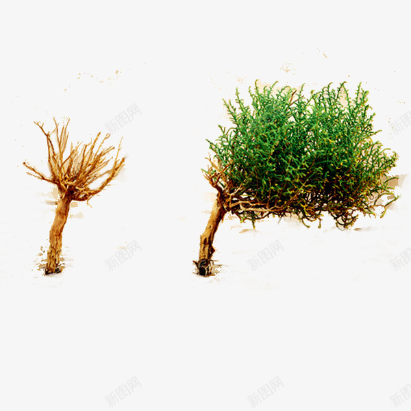 写一篇小树的作文png免抠素材_88icon https://88icon.com 写作文 写作方法 小树 拟人写作 枯树 植物作文 看图写作