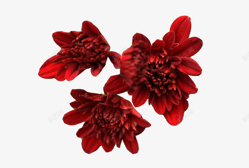 三朵红墨菊psd免抠素材_88icon https://88icon.com 三朵红墨菊图片素材免费下载 三朵花 墨菊 墨菊花 红色墨菊 红色花 花朵 菊花