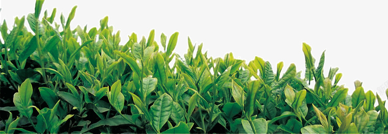 茶叶png免抠素材_88icon https://88icon.com 新茶 新茶上市 春茶 春茶上市 清茶 茶叶 茶叶产地 茶园 茶地 茶文化 茶林 茶艺