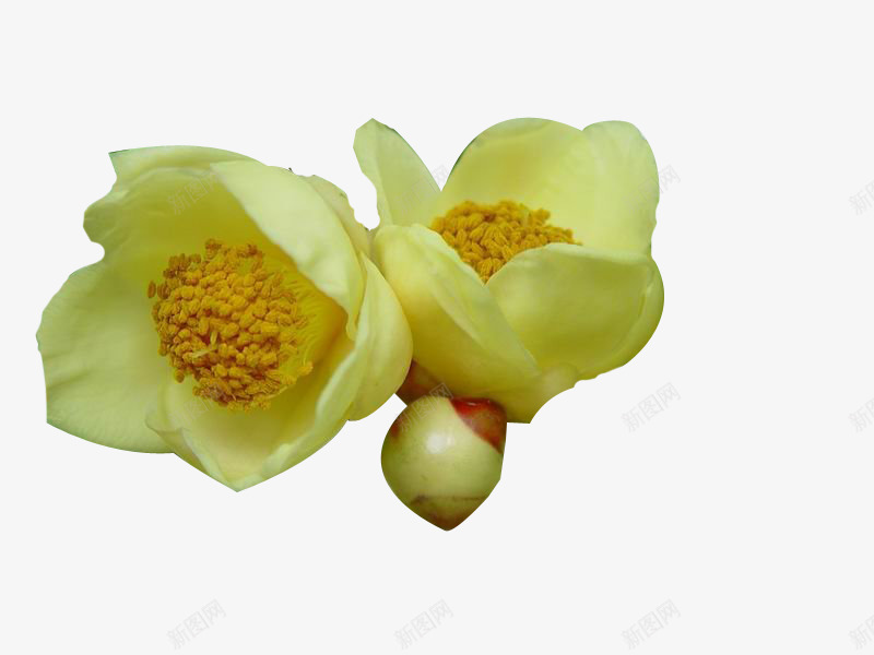 两朵金花茶png免抠素材_88icon https://88icon.com 两朵 学校宿舍 花茶 花骨朵 黄色