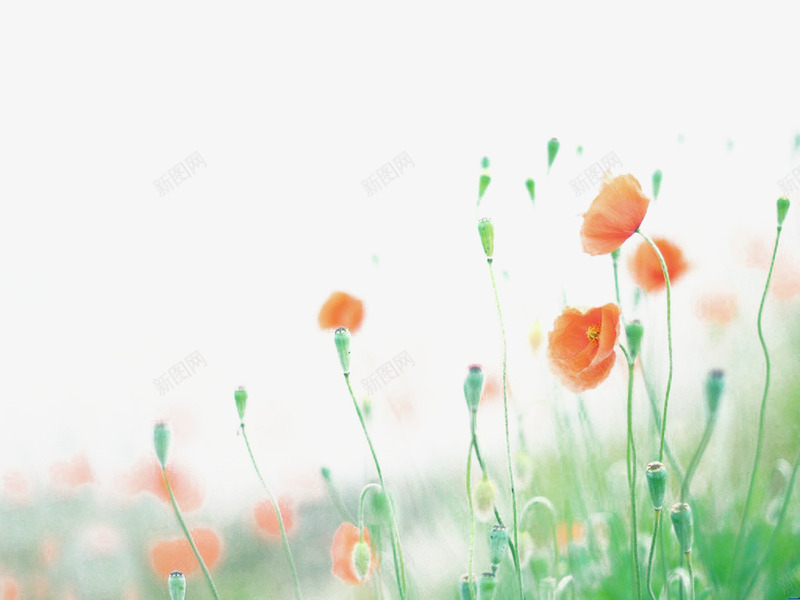 朦胧花卉前景背景图png免抠素材_88icon https://88icon.com 小清新 底纹 文艺 朦胧 花朵