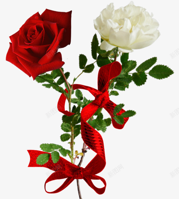 卡通红色白色玫瑰花丝带蝴蝶结png免抠素材_88icon https://88icon.com 卡通手绘 白色玫瑰 红色花朵 花丝带 蝴蝶结