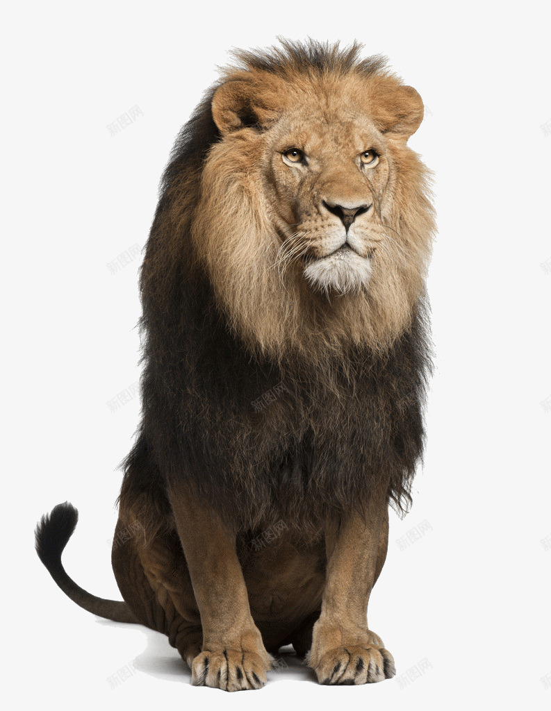 大头狮子实物摄影png免抠素材_88icon https://88icon.com 大头 实物 狮子 猛兽