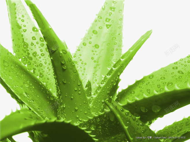 绿色芦荟png免抠素材_88icon https://88icon.com 化妆品装饰 植物 水珠 绿色 芦荟