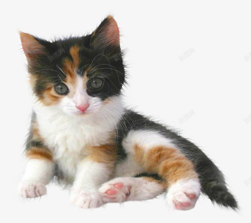 动物剪影卡通动物小猫咪png免抠素材_88icon https://88icon.com 动物 动物图案 动物素描 卡通 卡通图片 小猫咪 手绘 手绘动物 花猫