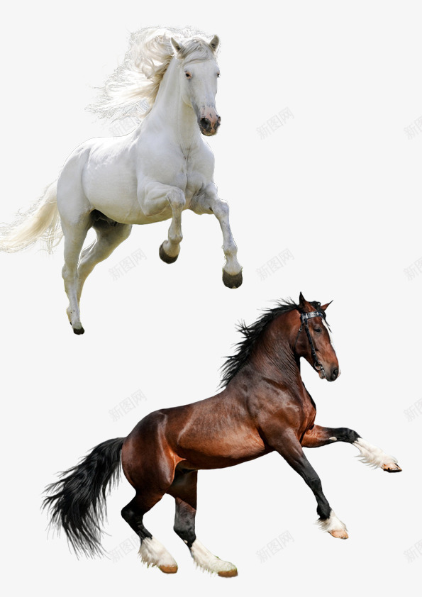 骏马png免抠素材_88icon https://88icon.com 奔马素材 马匹素材 骏马素材 黑马