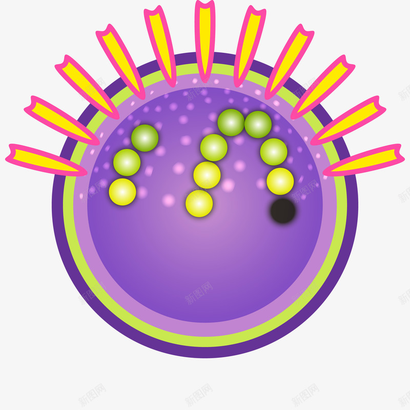 紫色细胞分裂png免抠素材_88icon https://88icon.com 显微镜 生物医疗 生物学 生物研究 真菌 细胞 细胞高清大图 细菌 细菌结构 蛋白质细胞