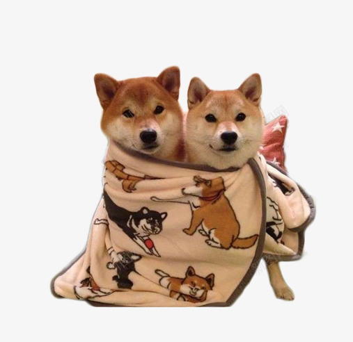 柴犬png免抠素材_88icon https://88icon.com 两只柴犬 人类的朋友 可爱的小动物 柴犬 萌宠图片