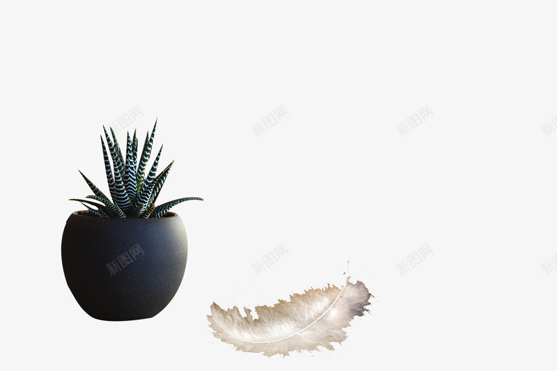 家居装饰多肉植物psd免抠素材_88icon https://88icon.com 多肉芦荟 家居植物虎皮兰 羽毛 虎尾兰 陶罐