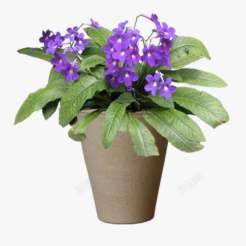 鲜花植物盆栽png免抠素材_88icon https://88icon.com 植物 盆栽 鲜花