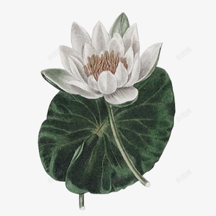 手绘荷花荷叶装饰图案png免抠素材_88icon https://88icon.com 免抠PNG 手绘 荷叶 荷花 装饰图案