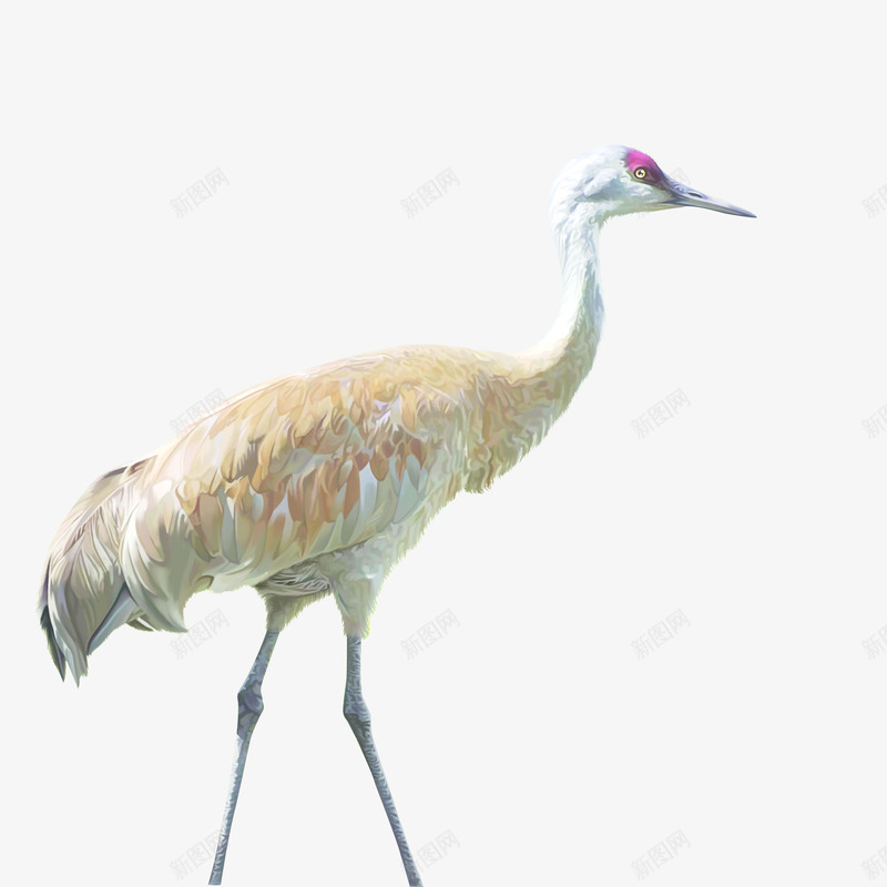 一只白鹭png免抠素材_88icon https://88icon.com 一只 嘴巴 尾巴 手绘 爪子 白色的 白鹭 简图 羽毛