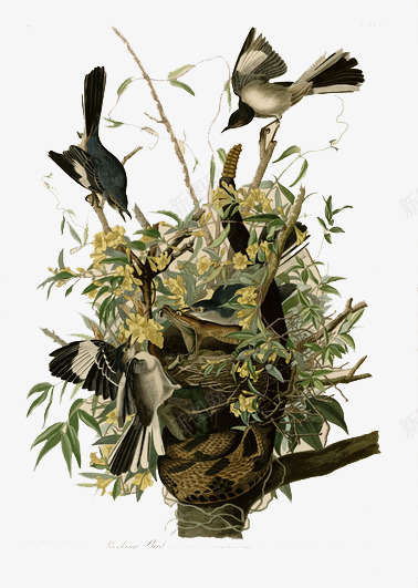 手绘花鸟png免抠素材_88icon https://88icon.com 中国风花鸟画 工笔画花鸟图 工笔花鸟 无框画 水墨画 油画花卉 花开富贵 花鸟国画 花鸟装饰画 装饰画