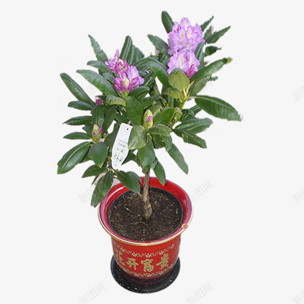 绿色植物png免抠素材_88icon https://88icon.com 景观花盆 盆栽 绿化装饰 绿色植物