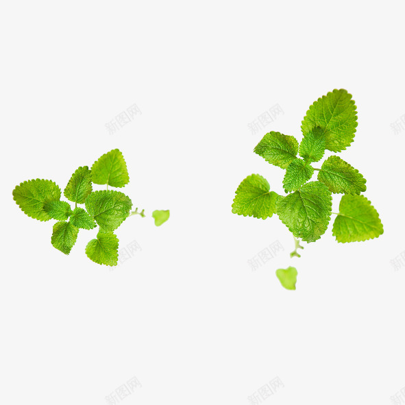 薄荷叶png免抠素材_88icon https://88icon.com 两棵 叶子 绿色
