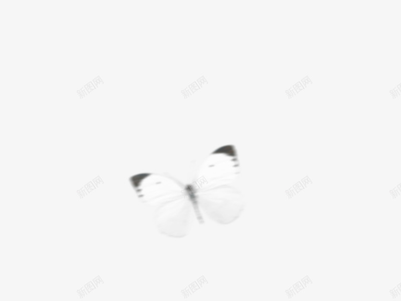 模糊透明蝴蝶装饰png免抠素材_88icon https://88icon.com 模糊 蝴蝶 装饰 透明
