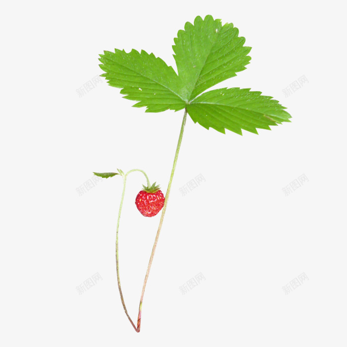 草莓绿叶绿色植物png免抠素材_88icon https://88icon.com 植物 绿叶 绿色 草莓