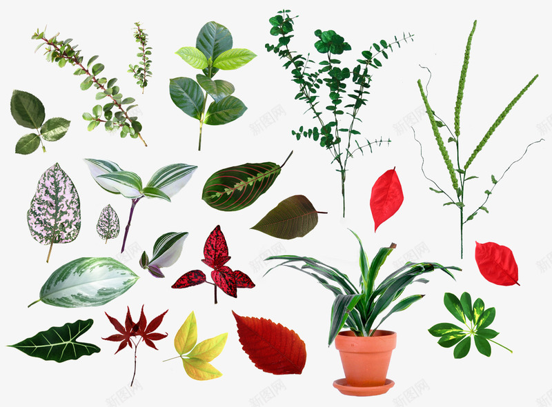 绿色植物组图png免抠素材_88icon https://88icon.com PNG图形 盆栽 绿植 绿色 装饰