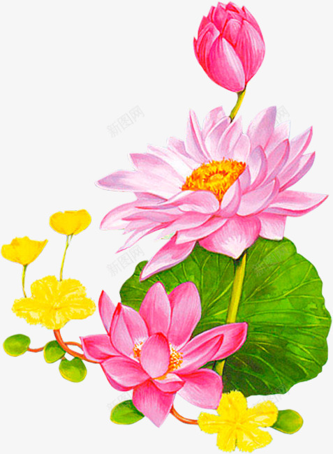 卡通莲花图案背景装饰荷叶png免抠素材_88icon https://88icon.com 卡通手绘 花朵背景 荷叶荷花 莲花