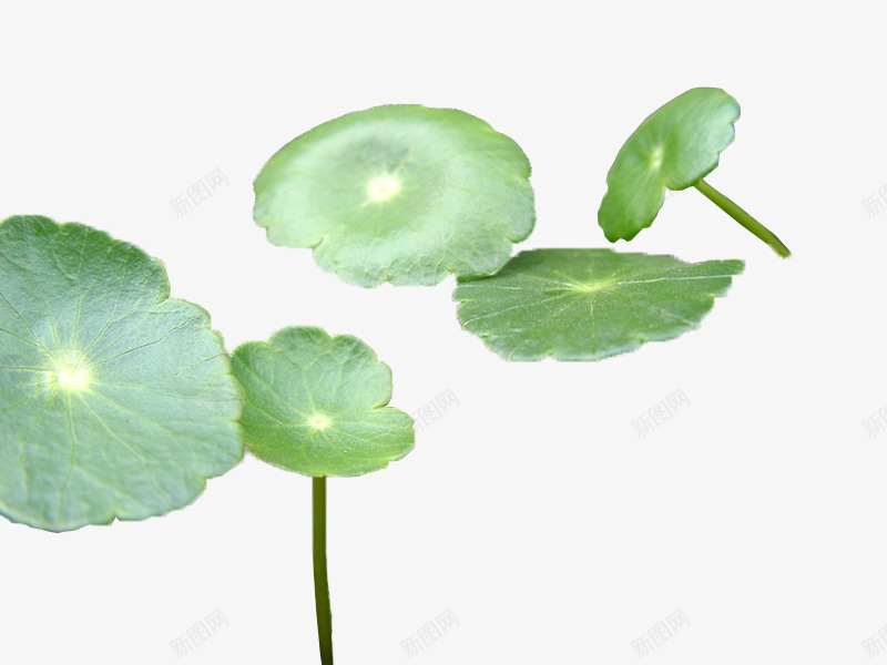 绿色清新荷叶装饰png免抠素材_88icon https://88icon.com 清新 绿色 荷叶 装饰