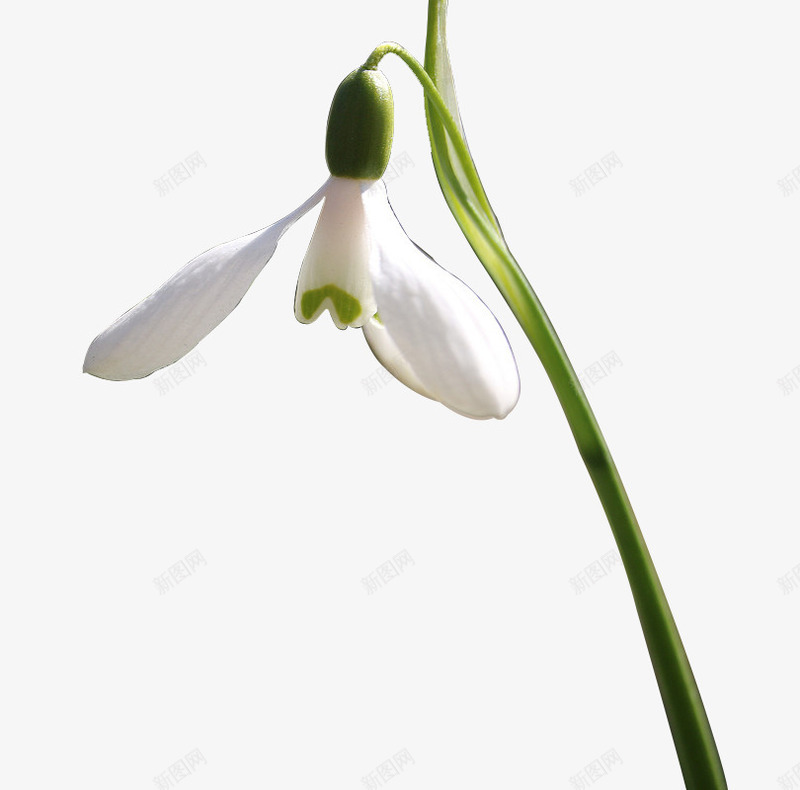 盛开的天山雪莲png免抠素材_88icon https://88icon.com 天山雪莲 春天 清新 清新的白色小花图片 绿色花瓣 花园 蓝天 雪莲 鲜花