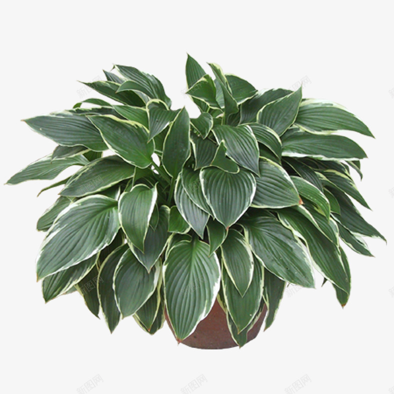 室内盆栽png免抠素材_88icon https://88icon.com 叶子 植物 盆栽 绿色