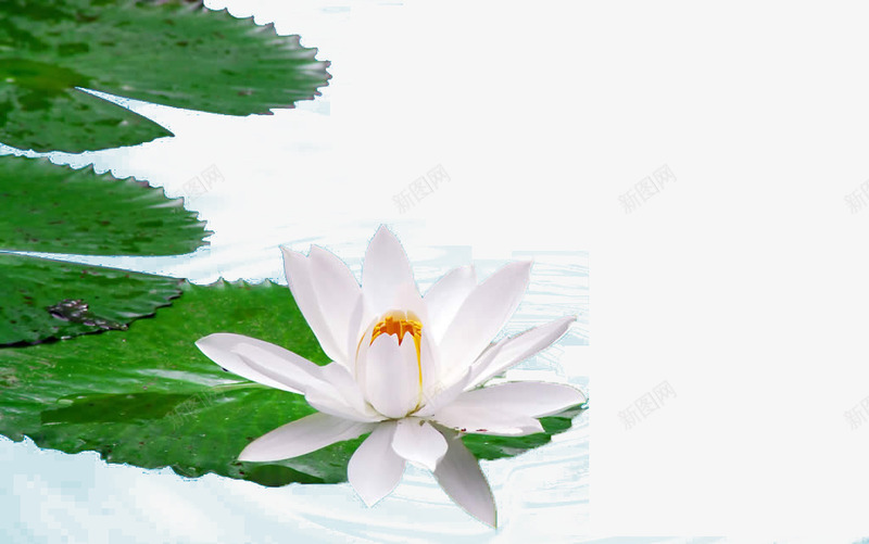 水上荷花png免抠素材_88icon https://88icon.com 水面 白色 绿色 荷叶