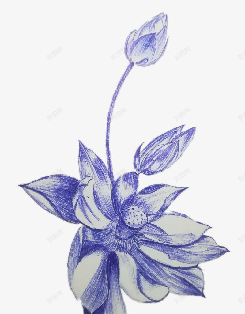 圆珠笔荷花儿png免抠素材_88icon https://88icon.com 手绘睡莲 睡莲 线稿睡莲 线稿荷花 荷花 莲花圆珠笔画 莲花画稿图片素材