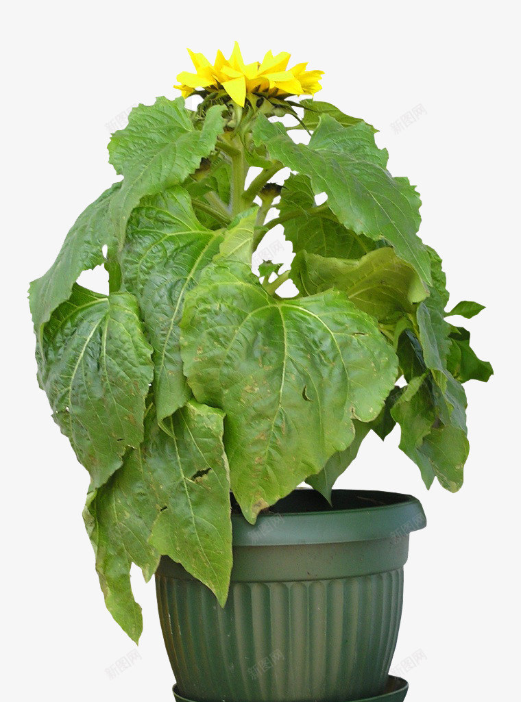 绿色植物鲜花盆栽png免抠素材_88icon https://88icon.com 小盆栽 盆景 盆栽 绿色植物
