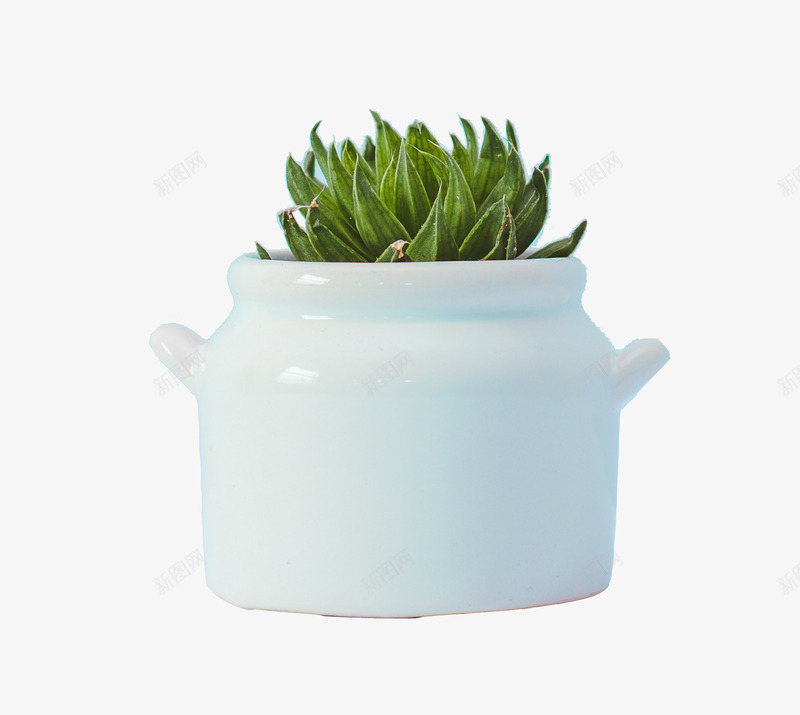盆栽植物芦荟png免抠素材_88icon https://88icon.com 植物 盆栽 绿 芦荟