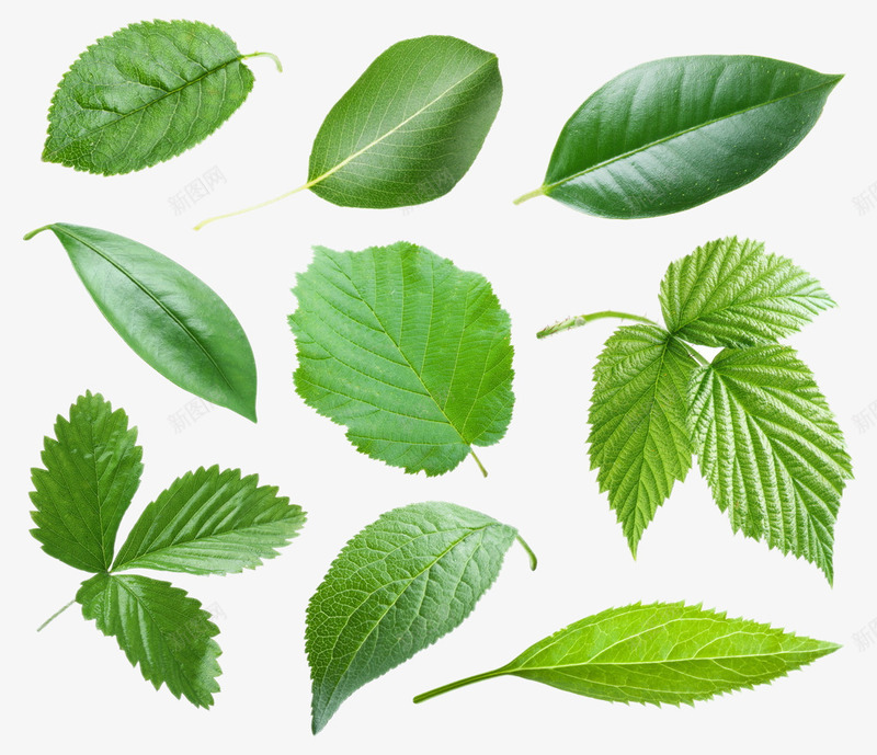 绿色薄荷叶主页装修png免抠素材_88icon https://88icon.com 主页 绿色 薄荷 装修
